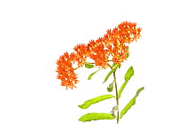 Butterfly weed (Asclepias tuberosa) in flower, Pickens County, South Carolina, USA, July. meetyourneighbours.net project