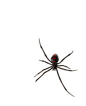 Northern black widow spider (Latrodectus variolus) female, South Carolina, USA, July. meetyourneighbours.net project