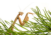European praying mantis (Mantis religiosa) in amongst grass, South Carolina, USA, August. meetyourneighbours.net project