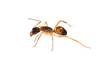Carpenter ant (Camponotus sp) Dacusville, Pickens County, South Carolina, USA, September.meetyourneighbours.net project