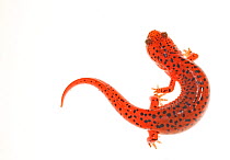 Red salamander (Psedudotriton ruber) dorsal view, North Carolina, USA, September. meetyourneighbours.net project