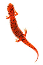 Red salamander (Psedudotriton ruber) dorsal view, North Carolina, USA, September. meetyourneighbours.net project