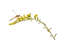 Dragonlet (Erythrodiplax sp) on flowering Early Goldenrod (Solidago juncea), North Carolina, USA, September, meetyourneighbours.net project