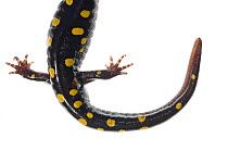 Close up of tail of Spotted Salamander (Ambystoma maculatum), North Carolina, USA, September, meetyourneighbours.net project