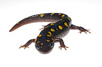 Spotted Salamander (Ambystoma maculatum), North Carolina, USA, September, meetyourneighbours.net project