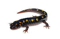 Spotted Salamander (Ambystoma maculatum), North Carolina, USA, September, meetyourneighbours.net project