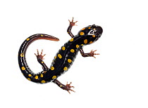 Spotted Salamander (Ambystoma maculatum), dorsal view, North Carolina, USA, September, meetyourneighbours.net project
