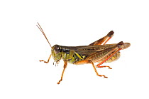 Red legged grasshopper (Melanoplus femurrubrum)  Dacusville, South Carolina, USA, October, meetyourneighbours.net project