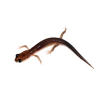 Gray-cheeked salamander (Plethodon metcalfi)North Carolina, USA, November, meetyourneighbours.net project