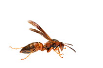 Paper wasp (Polistes metricus) North Carolina, USA, November, meetyourneighbours.net project