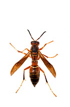 Paper wasp (Polistes metricus) dorsal view, North Carolina, USA, November, meetyourneighbours.net project