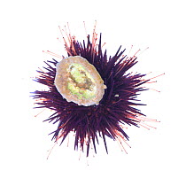Black sea urchin (Paracentrotus lividus) attached to a limpet, rocky shore, County Clare, Republic of Ireland, August.  meetyourneighbours.net  project