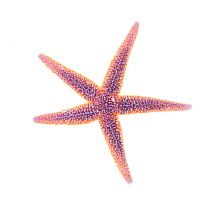 Common starfish (Asterias rubens), from rocky shore, County Clare, Republic of Ireland, August.  meetyourneighbours.net  project