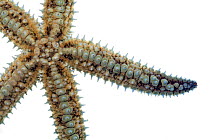 Close up of Spiny starfish (Marthasterias glacialis), from rocky shore, County Clare, Republic of Ireland, August.  meetyourneighbours.net  project