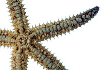 Close up of Spiny starfish (Marthasterias glacialis), from rocky shore, County Clare, Republic of Ireland, August.  meetyourneighbours.net  project