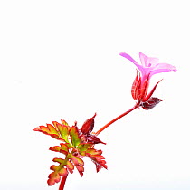 Herb Robert (Geranium robertianum) flower, County Clare, Republic of Ireland, June.  meetyourneighbours.net  project