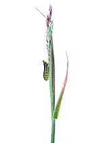 Caterpillar larva of Burnet moth (Zygaena sp) on grass stem, County Clare, Republic of Ireland, June.  meetyourneighbours.net  project
