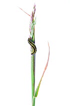Caterpillar larva of Burnet moth (Zygaena sp) on grass stem, County Clare, Republic of Ireland, June.  meetyourneighbours.net  project