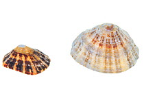 Common limpet (Patella vulgata) large and small shell, County Clare, Republic of Ireland.  meetyourneighbours.net  project