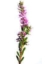 Ling heather (Calluna vulgaris) flower spike, County Clare, Republic of Ireland, August.  meetyourneighbours.net  project