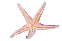 Bloody Henry starfish (Henricia oculata), from rocky shore, County Clare, Republic of Ireland, March.  meetyourneighbours.net  project