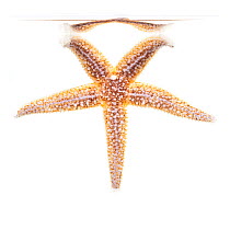 Common Starfish (Aserias rubens) underwater, County Clare, Republic of Ireland, March.  meetyourneighbours.net  project