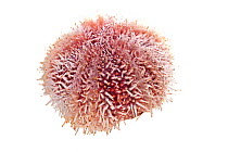 Common sea urchin (Echinus esculentus), from rocky pool, County Clare, Republic of Ireland.  meetyourneighbours.net  project