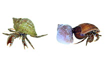Two Common hermit crabs (Pagurus bernhardus) and an empty Dogwhelk shell, County Clare, Republic of Ireland.  meetyourneighbours.net  project