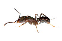 Green-headed / Metallic pony ant (Rhytidoponera metallica)  Canberra, ACT, Australia, August. meetyourneighbours.net project