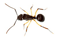 Ant (Polyrhachis sp) dorsal view, Canberra, Australia, August. meetyourneighbours.net project