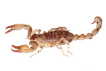 Black rock scorpion (Urodacus manicatus) Canberra, ACT, Australia, July . meetyourneighbours.net project