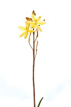 Bulbine lily (Bulbine bulbosa) in flower, Canberra, ACT, Australia, October. meetyourneighbours.net project
