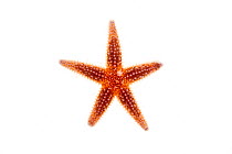 Northern sea star (Asterias vulgaris) Rye, New Hampshire, USA, August. meetyourneighbours.net project.