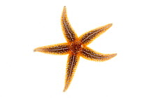 Northern sea star (Asterias vulgaris) Rye, New Hampshire, USA, August. meetyourneighbours.net project
