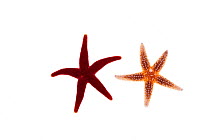 Blood star (Henricia sp) and a northern sea star Asterias vulgaris (right) Rye, New Hampshire, USA, August. meetyourneighbours.net project