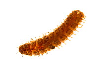 Scale worm (Lepidonotus squamatus) Rye, New Hampshire, USA, August. meetyourneighbours.net project