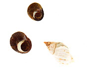 Common periwinkles (Littorina littorea) (left and top) and Dogwhelk (Nucella lapillus). Rye, New Hampshire, USA, August. meetyourneighbours.net project