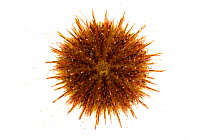 Green sea urchin (Strongylocentrotus droebachiensiss) Rye, New Hampshire, USA, August. meetyourneighbours.net project