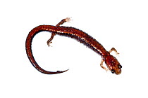 Red-backed salamander (Plethodon cinereus) Rye, New Hampshire, USA, September. meetyourneighbours.net project