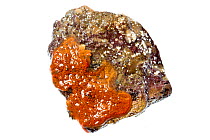 Orange sheath tunicate (Botrylloides aureum) on rock, Rye, New Hampshire, USA, September. meetyourneighbours.net project