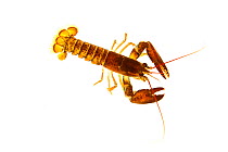 American lobster (Homarus americanus) Rye, New Hampshire, USA, January. meetyourneighbours.net project