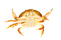 Rock crab (Cancer irroratus) ventral view, Rye, New Hampshire, USA, January. meetyourneighbours.net project