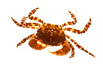 Asian / Japanese shore crab (Hemigrapsus sanguineus) Rye, New Hampshire, USA, January. meetyourneighbours.net project