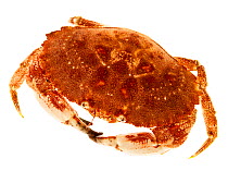 Jonah crab (Cancer borealis) Rye, New Hampshire, USA, January. meetyourneighbours.net project