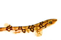 Chain catshark (Scyliorhinus retifer) Rye, New Hampshire, USA, January. meetyourneighbours.net project