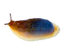 Great gray slug (Limax maximus) Rye, New Hampshire, USA, September meetyourneighbours.net project