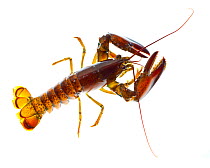 American lobster (Homarus americanus) Rye, New Hampshire, USA, September. meetyourneighbours.net project