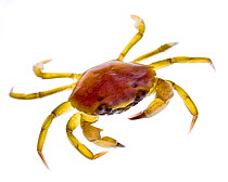 Green crab (Carcinus maenas) Rye, New Hampshire, USA, September. meetyourneighbours.net project