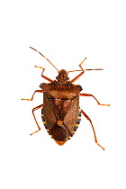 Forest bug (Penttatomida rufipes) Slovenia, Europe, July. meetyourneighbours.net project