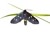 Nine-spotted moth (Amata phegea) Slovenia, Europe, June. meetyourneighbours.net project